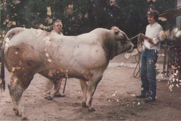 Toro piemontese negli anni '70, nella foto è tenuto solo con una corda da Bunino Marco, allora titolare dell'azienda agricola sottoboschi, a Caselette