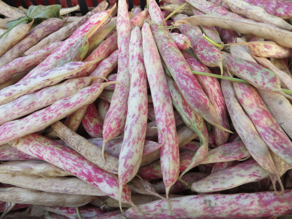 Verdura fresca di stagione, raccolta manualmente e in giornata, presso l'azienda agricola sottoboschi di Caselette. Nella foto una manciata di fagioli, che sono una delle nostre specialità.