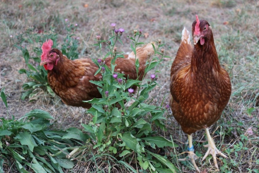 Uova fresche di galline allevate all'aperto nell'azienda agricola sottoboschi di Caselette. Nella foto 2 galline vicine a una pianta di fiori di campo.