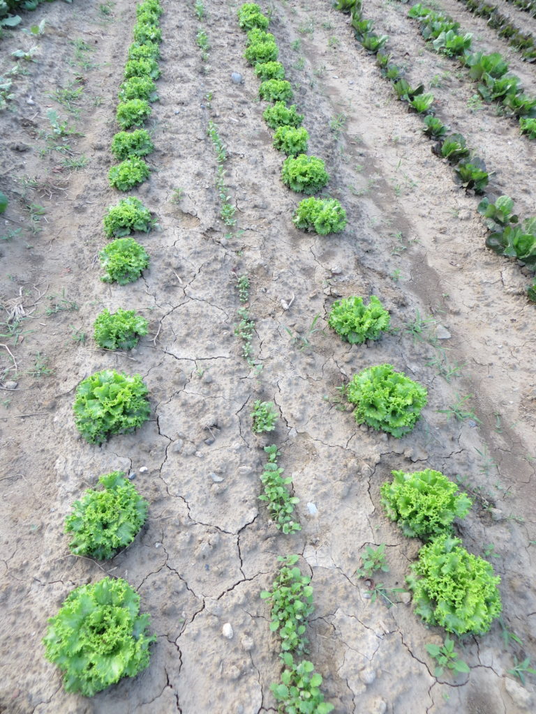 Verdura di stagione che cresce nel campo dell'azienda agricola sottoboschi a Caselette. Nella foto ci sono 2 file d'insalata primavera che cresce nel campo ed è quasi pronta per essere raccolta.