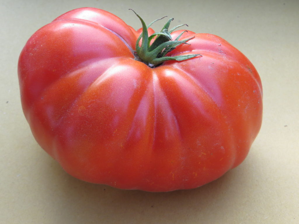 Verdura fresca di stagione, raccolta manualmente e in giornata, presso l'azienda agricola sottoboschi di Caselette. Nella foto un bellissimo pomodoro per l'insalata.