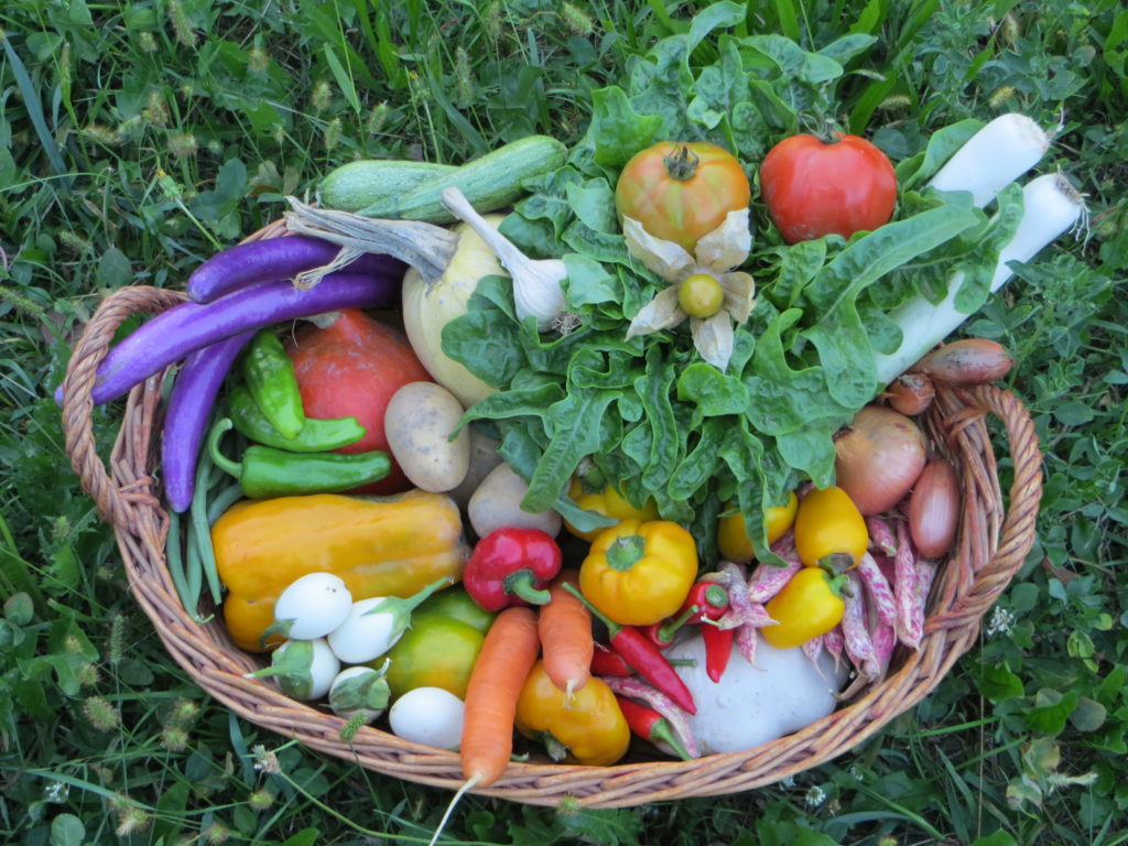 Verdura fresca di stagione, raccolta manualmente e in giornata, presso l'azienda agricola sottoboschi di Caselette.  Nella foto un cesto di verdure, nella stagione più ricca: sono infatti presenti molte varietà diverse di ortaggi, tutte prodotte da noi e con metodi naturali.