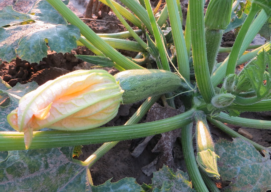 zucchine pronte per essere raccolte