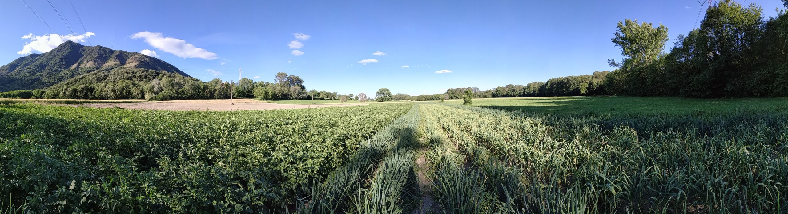 campo dell'azienda agricola sottoboschi di patate, cipolle e aglio a inizio giugno, a Caselette