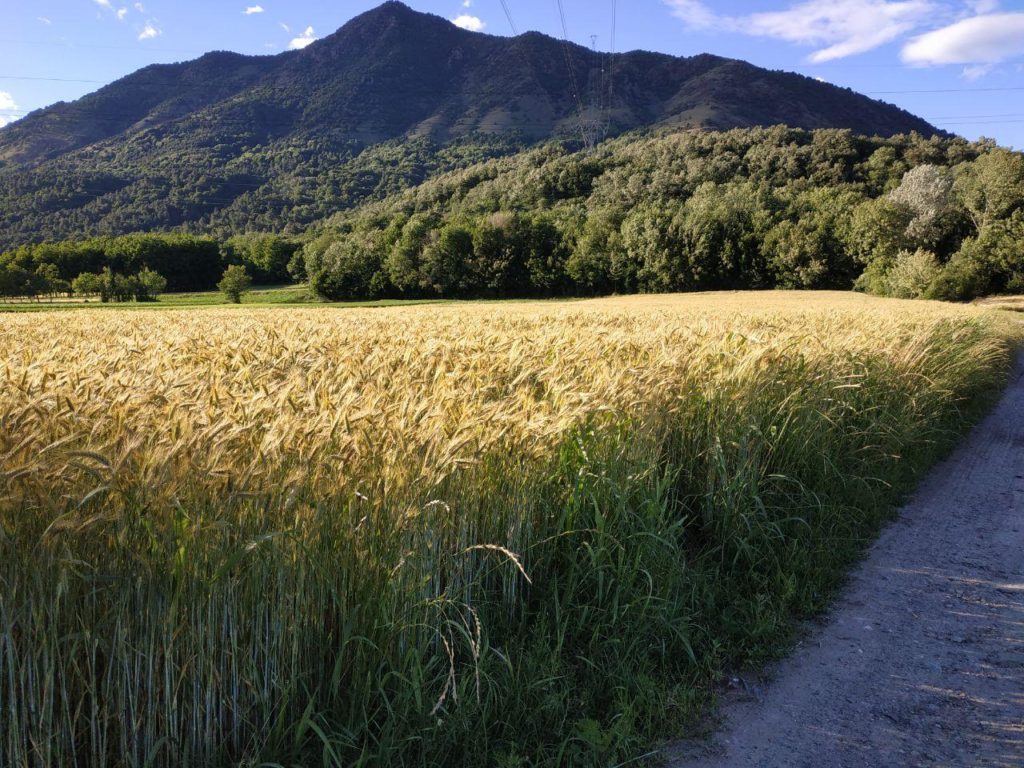 campo di grano dell'azienda agricola sottoboschi