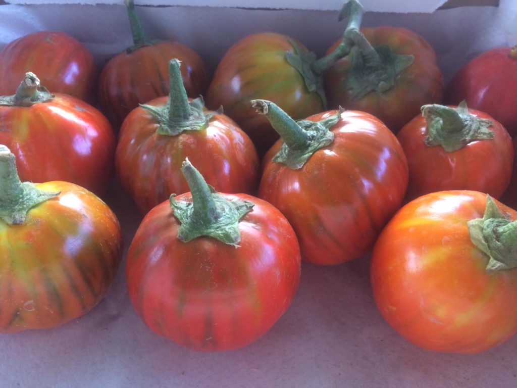 foto di melanzane rosse dell'azienda agricola sottoboschi di Caselette