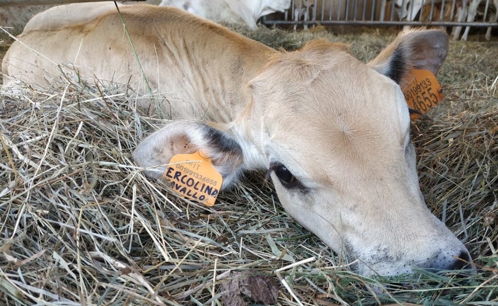 vitellina di poche settimane azienda agricola sottoboschi di bunino caselette