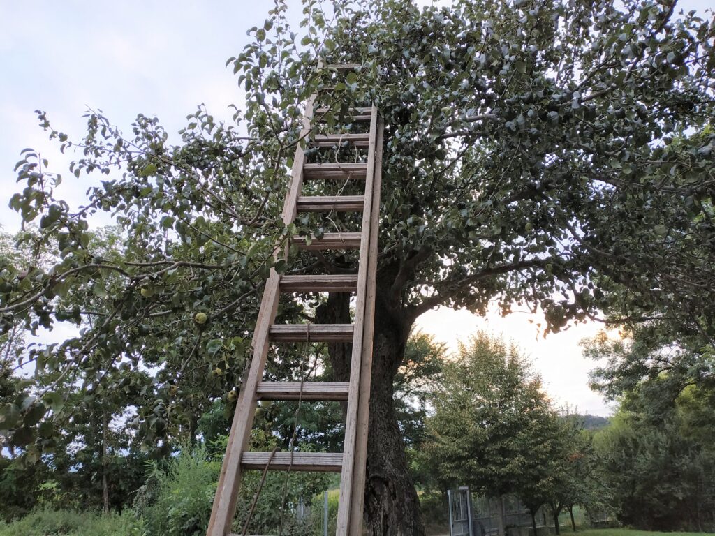 scala rustica appoggiata al nostro albero delle pere, che stiamo raccogliendo in questi giorni presso l'azienda agricola sottoboschi di bunino a caselette, per poi destinarle alla vendita diretta, direttamente dal produttore al consumatore.