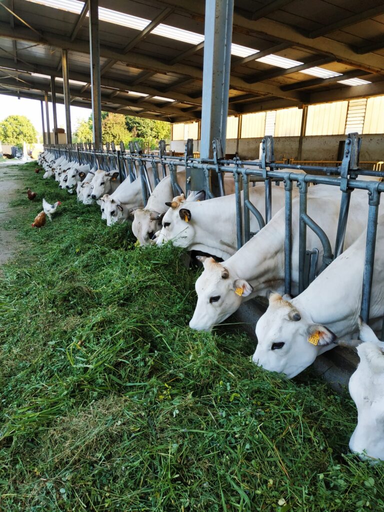 mucche che mangiano erba fresca dei nostri campi