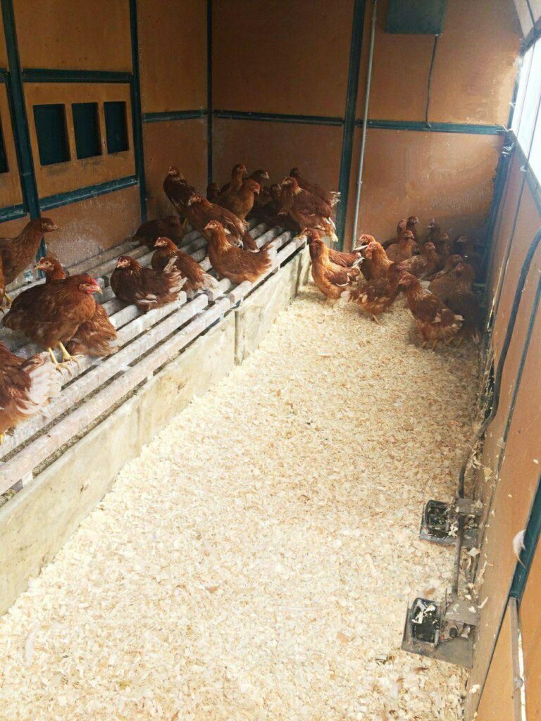 galline appena arrivate nel pollaio, che prendono confidenza con gli spazi.